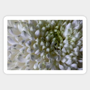 Classic Chrysanthemum Macro Sticker